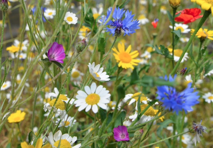 wildlife flowers
